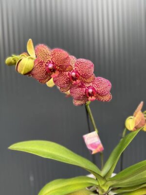 Phalaenopsis I-Hsin Yellow Leopard | Storczyk