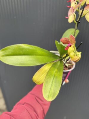 Phalaenopsis I-Hsin Yellow Leopard | Storczyk