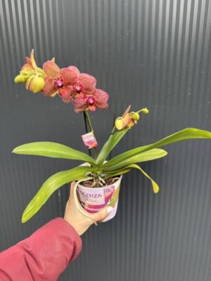 Phalaenopsis I-Hsin Yellow Leopard | Storczyk