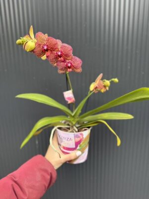 Phalaenopsis I-Hsin Yellow Leopard | Storczyk