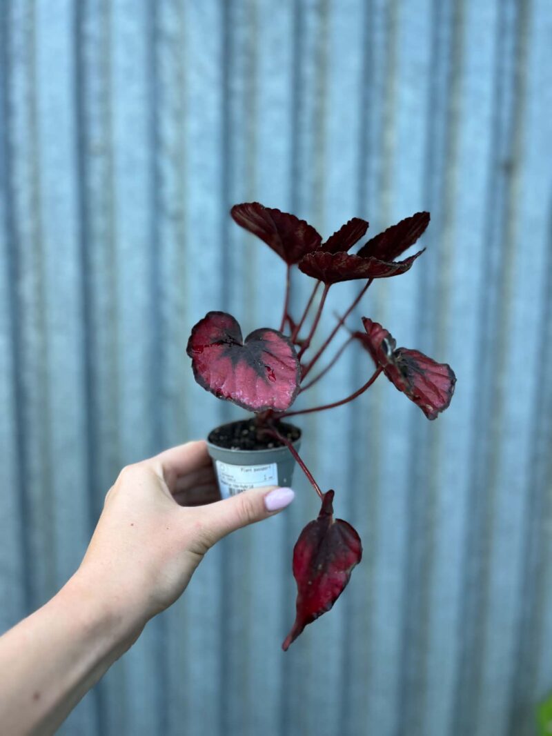 Begonia Mix Maluszków | 4 Kolekcjonerskie Odmiany do Wyboru