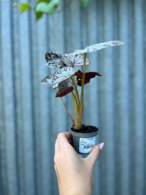 Begonia Mix Maluszków | 4 Kolekcjonerskie Odmiany do Wyboru