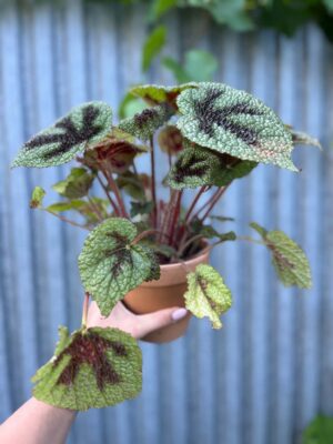 Begonia Masoniana ‘Rock’ | Begonia z Ceramiczną Doniczką