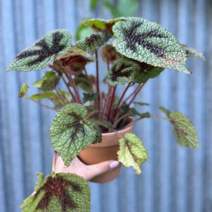 Begonia Masoniana ‘Rock’ | Begonia z Ceramiczną Doniczką
