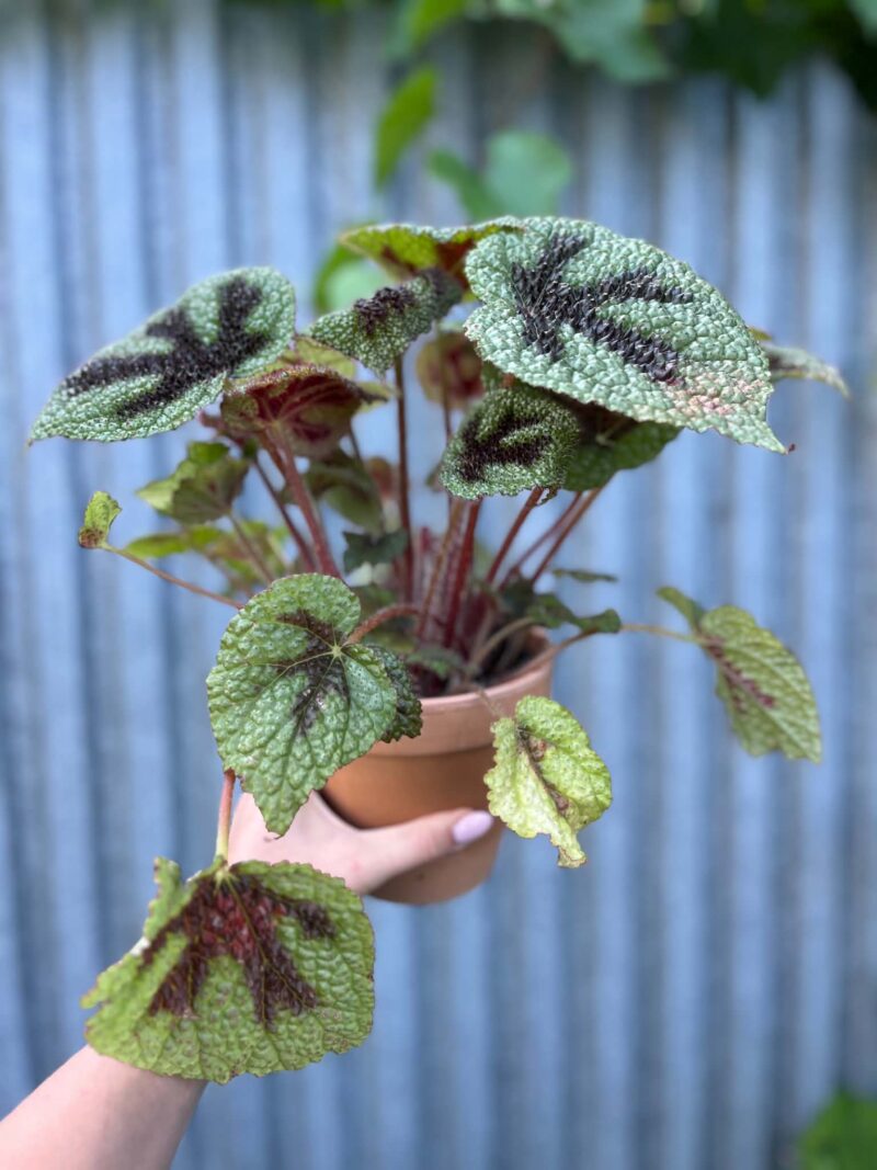 Begonia Masoniana ‘Rock’ | Begonia z Ceramiczną Doniczką