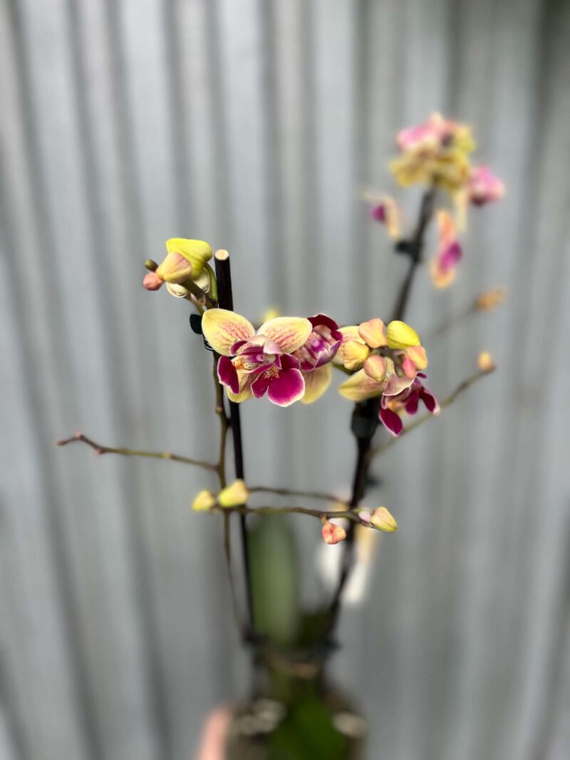 Phalaenopsis Sogo Yellowtris „Lycastopsis” (Prawdopodobnie) | Storczyk przekwitający Phalaenopsis Sogo Yellowtris „Lycastopsis” (Prawdopodobnie) | Storczyk przekwitający