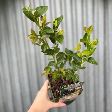 Borówka Amerykańska | Vaccinium corymbosum ‘Blue Dessert’