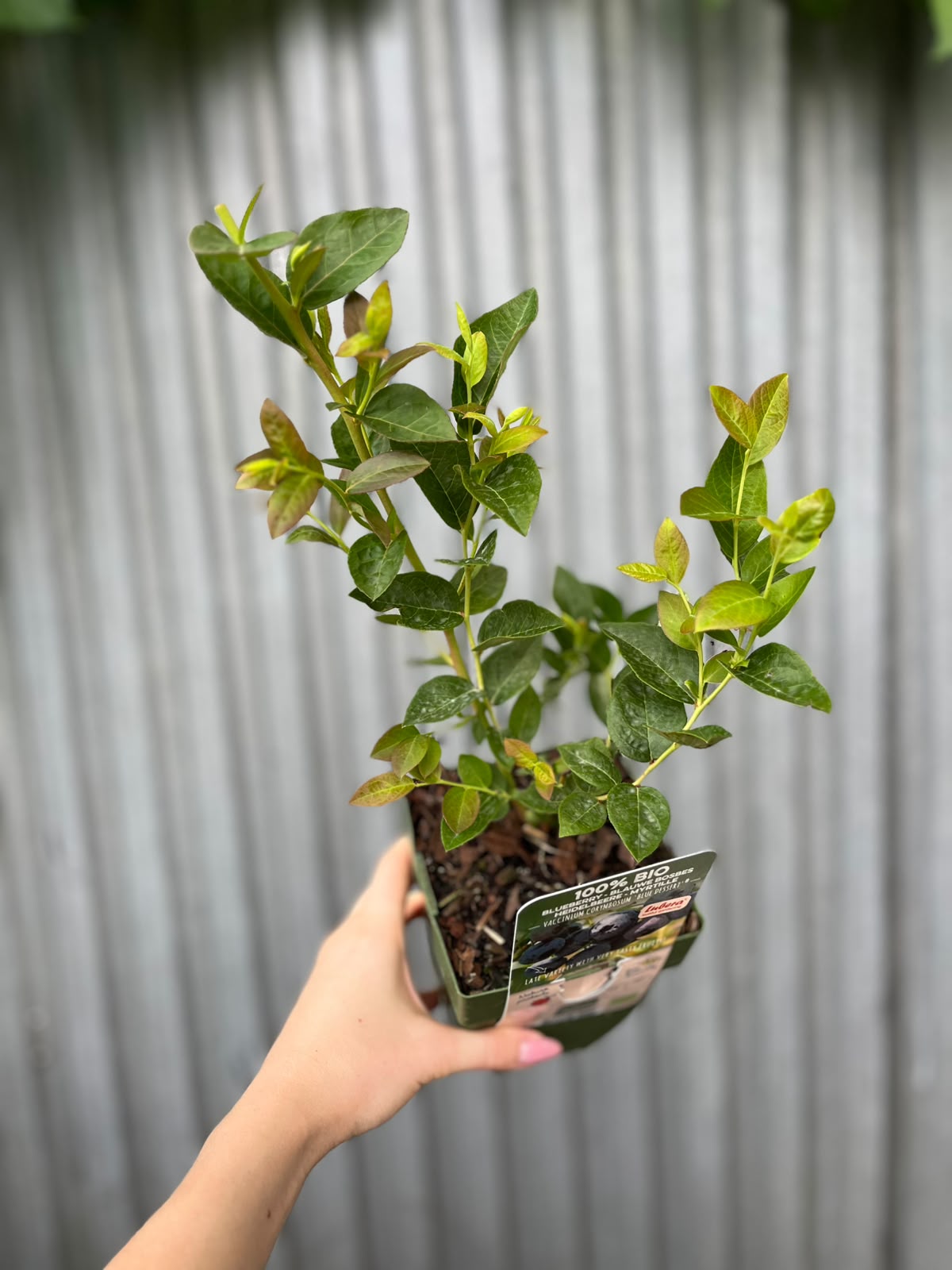 Borówka Amerykańska | Vaccinium corymbosum ‘Blue Dessert’