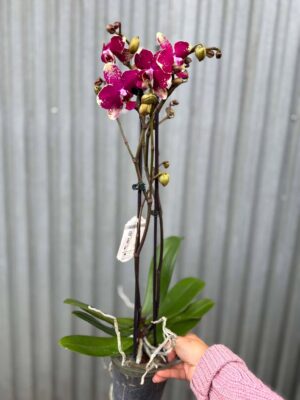 Phalaenopsis Anthura Rombley | Storczyk przekwitający