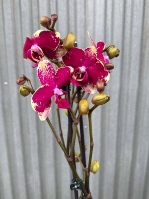 Phalaenopsis Anthura Rombley | Storczyk przekwitający