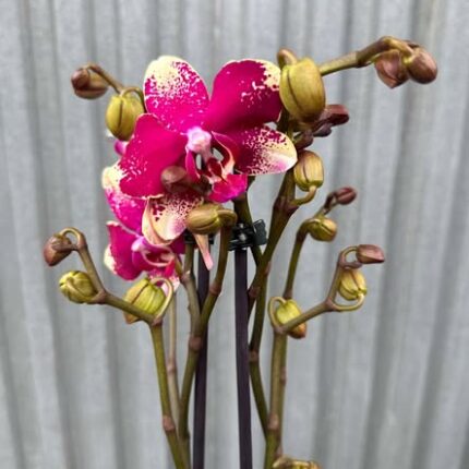 Phalaenopsis Anthura Rombley | Storczyk przekwitający