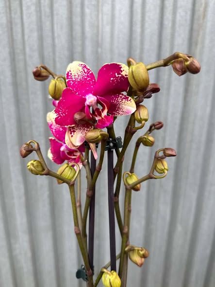 Phalaenopsis Anthura Rombley | Storczyk przekwitający Phalaenopsis Anthura Rombley | Storczyk przekwitający