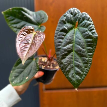 Anthurium Luxurians x Superbum