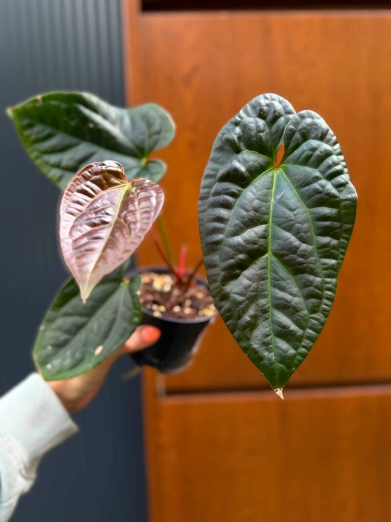 Anthurium Luxurians x Superbum Anthurium Luxurians x Superbum