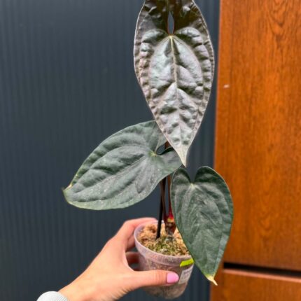 Anthurium Luxury Jungle x Papillilaminum Invers crossing