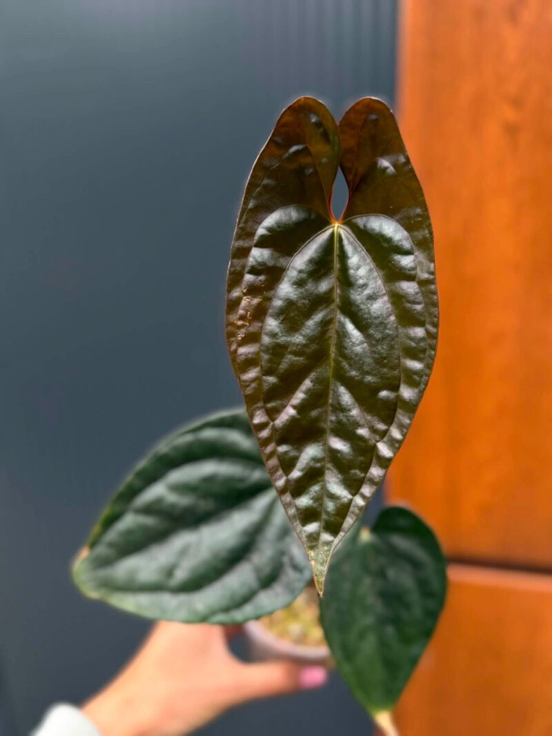 Anthurium Luxury Jungle x Papillilaminum Invers crossing Anthurium Luxury Jungle x Papillilaminum Invers crossing