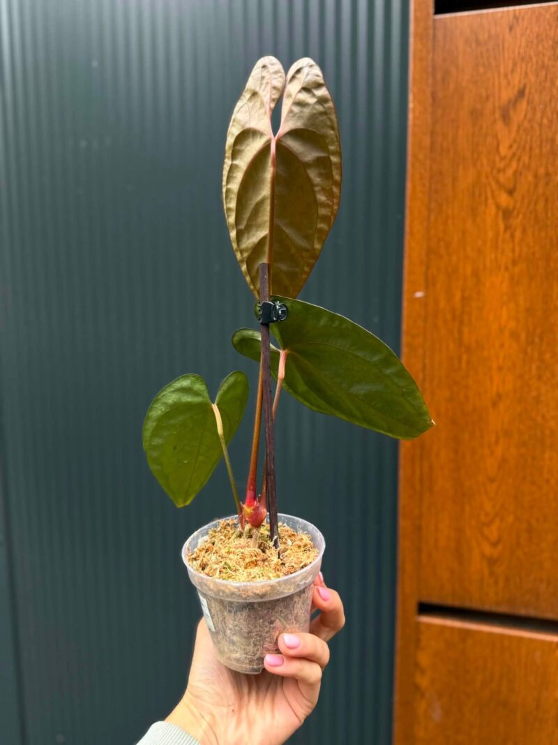Anthurium Luxury Jungle x Papillilaminum Invers crossing