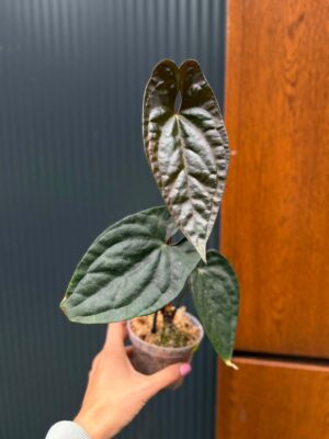 Anthurium Luxury Jungle x Papillilaminum Invers crossing