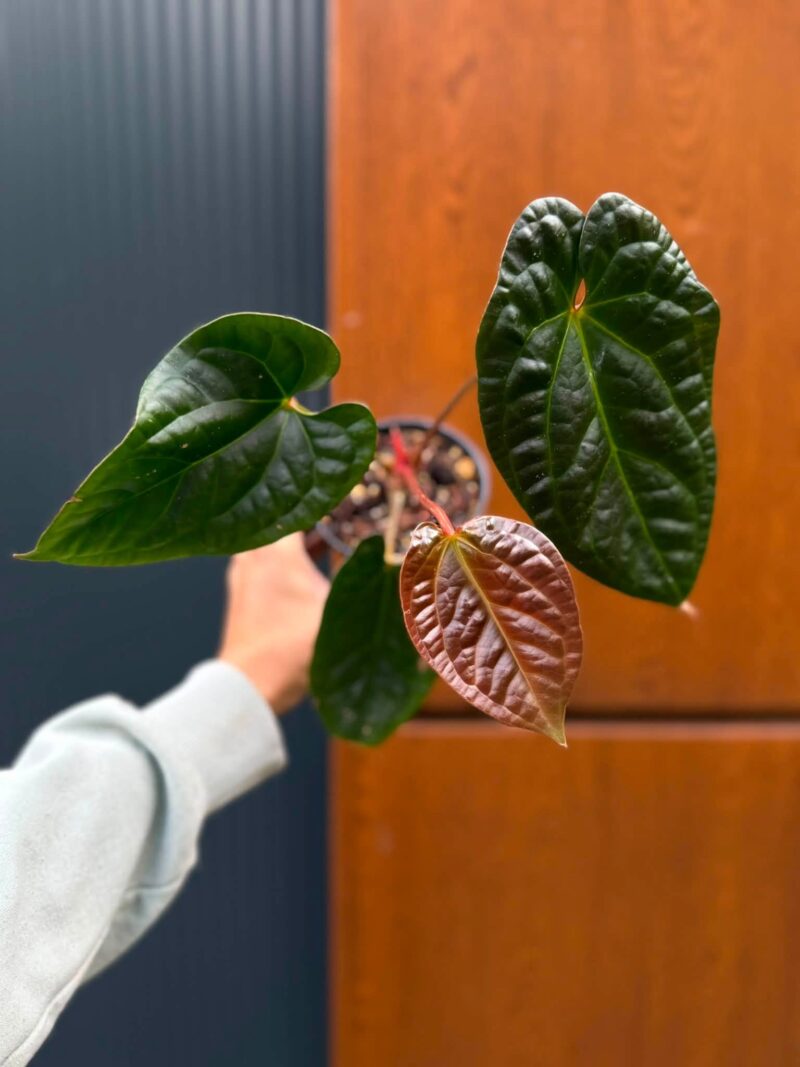 Anthurium Luxurians x Superbum