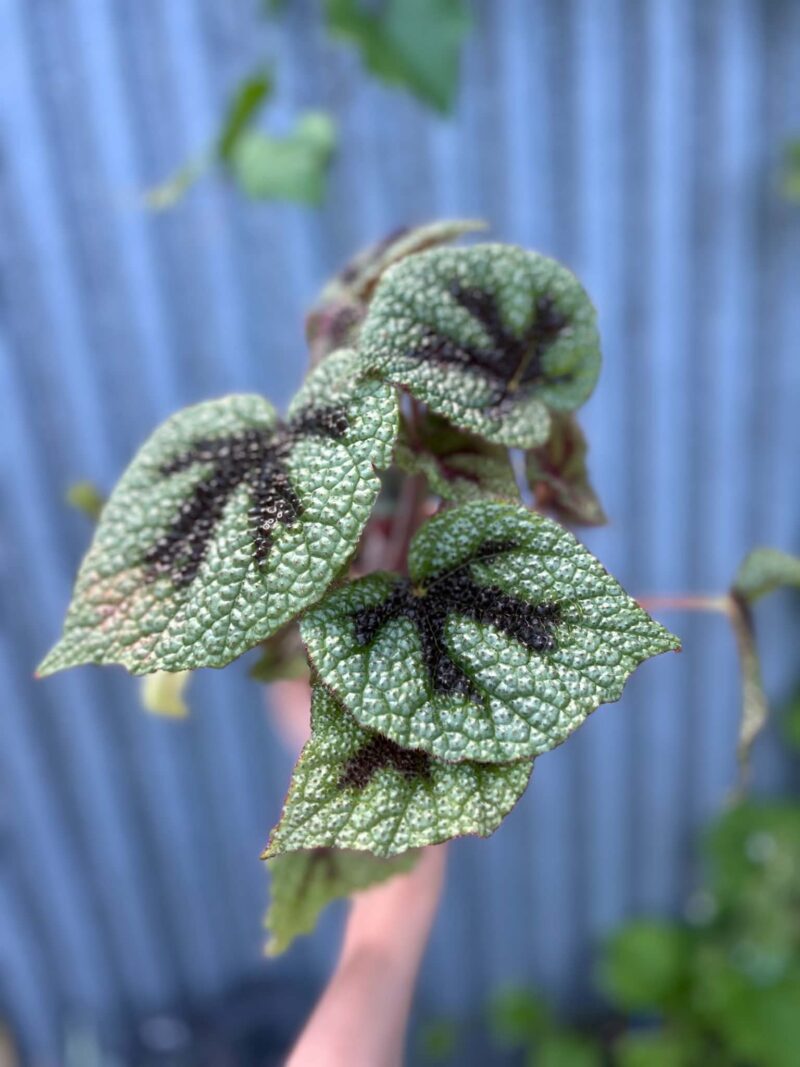 Begonia Masoniana ‘Rock’ | Begonia z Ceramiczną Doniczką