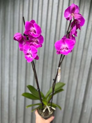 Phalaenopsis pod naszą nazwą “Fuksja” | Storczyk bez pączków