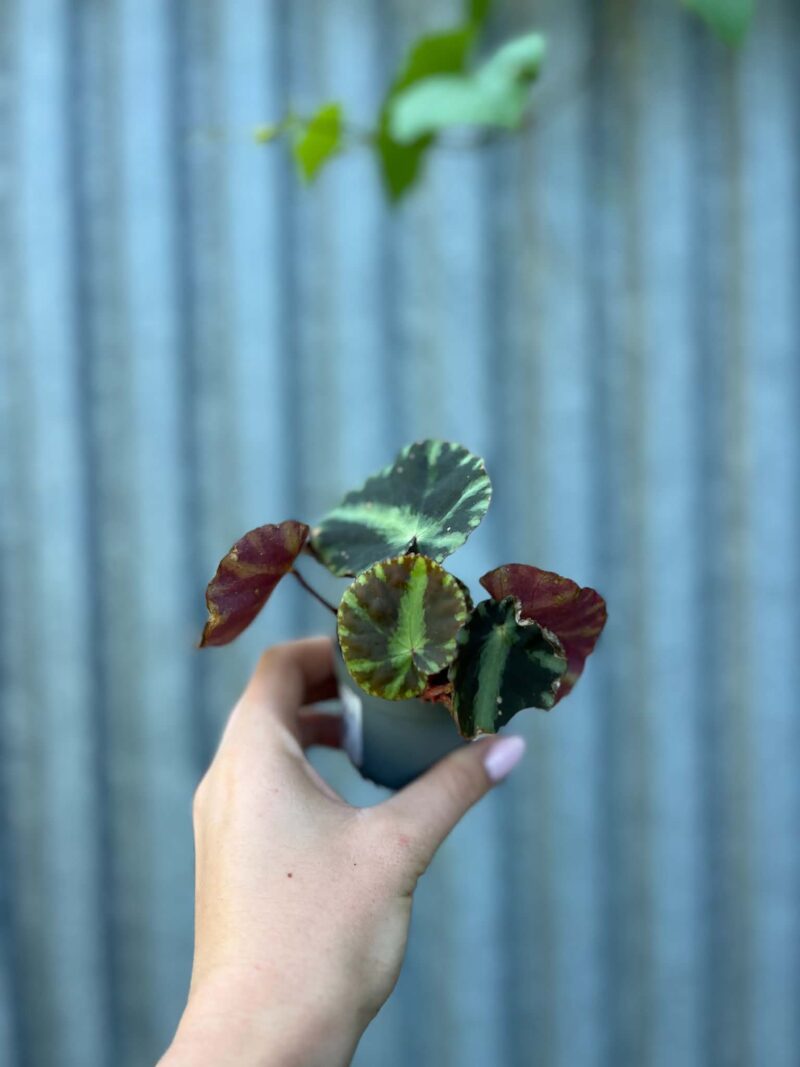Begonia Mix Maluszków | 4 Kolekcjonerskie Odmiany do Wyboru