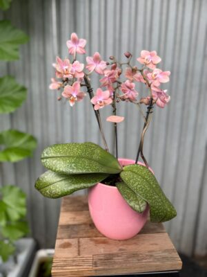 Phalaenopsis Odorion | Storczyk pachnący