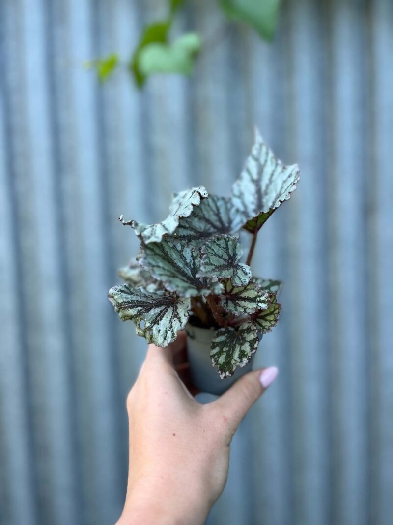 Begonia Mix Maluszków | 4 Kolekcjonerskie Odmiany do Wyboru
