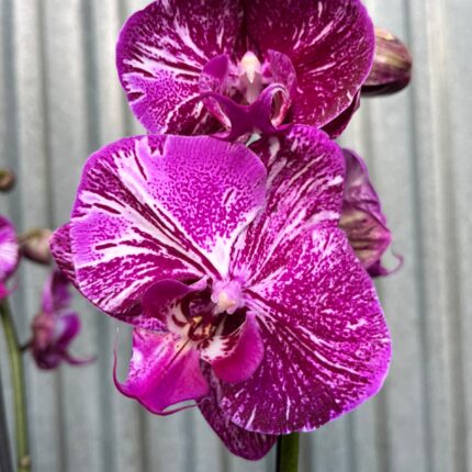 Phalaenopsis Limited Purple Rose | Storczyk