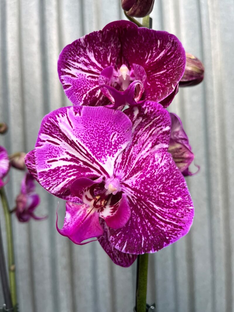 Phalaenopsis Limited Purple Rose | Storczyk Phalaenopsis Limited Purple Rose | Storczyk