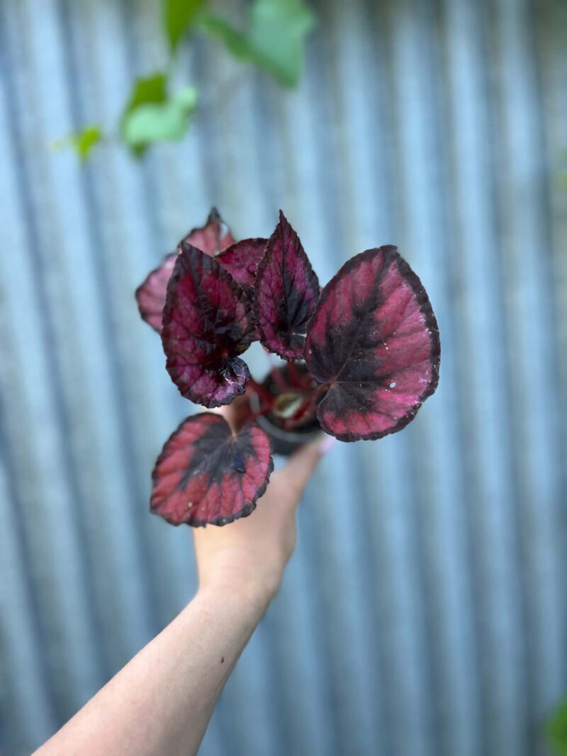 Begonia Mix Maluszków | 4 Kolekcjonerskie Odmiany do Wyboru