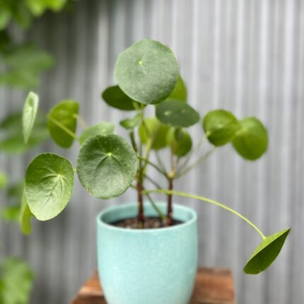 Osłonka ceramiczna 13 cm – turkusowa