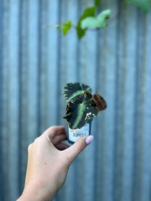 Begonia Mix Maluszków | 4 Kolekcjonerskie Odmiany do Wyboru