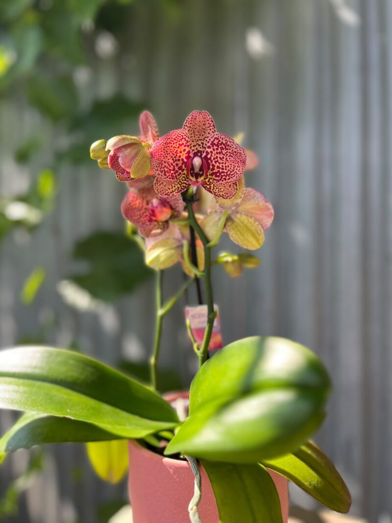 Phalaenopsis I-Hsin Yellow Leopard | Storczyk