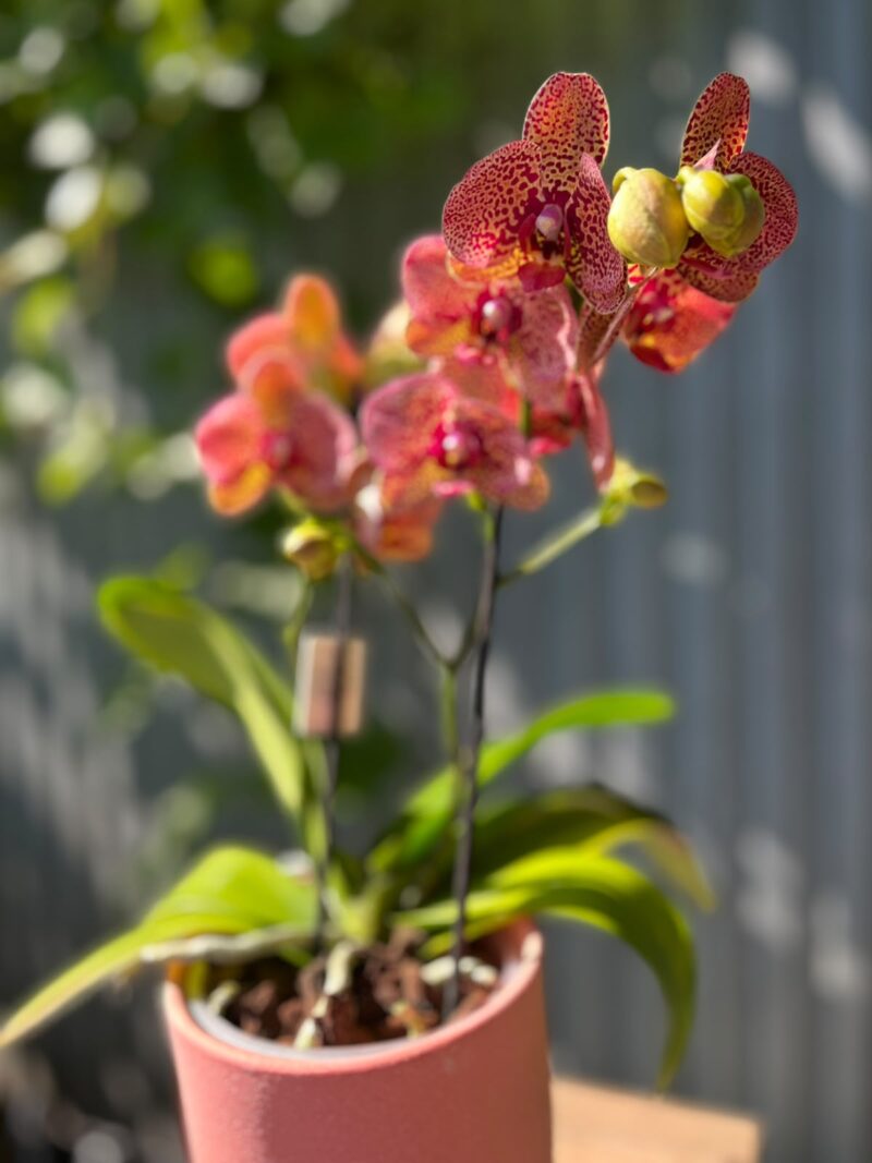 Phalaenopsis I-Hsin Yellow Leopard | Storczyk