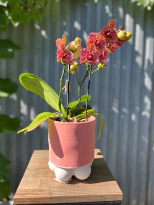 Phalaenopsis I-Hsin Yellow Leopard | Storczyk
