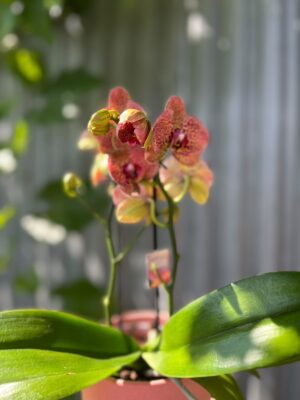 Phalaenopsis I-Hsin Yellow Leopard | Storczyk
