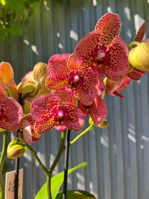 Phalaenopsis I-Hsin Yellow Leopard | Storczyk