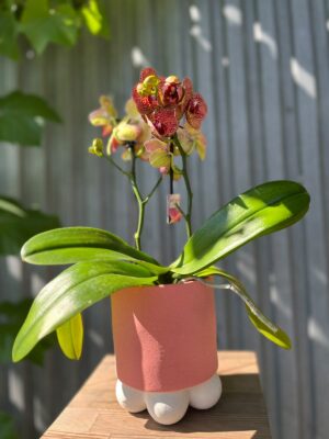 Phalaenopsis I-Hsin Yellow Leopard | Storczyk