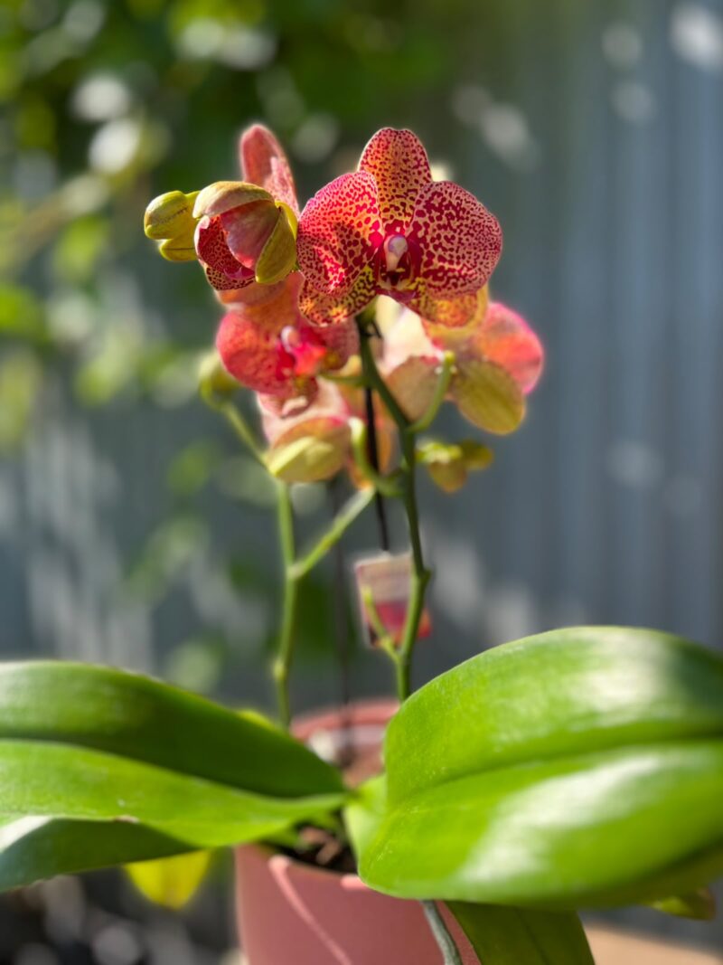 Phalaenopsis I-Hsin Yellow Leopard | Storczyk