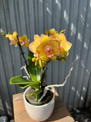 Phalaenopsis Limpopo | Storczyk