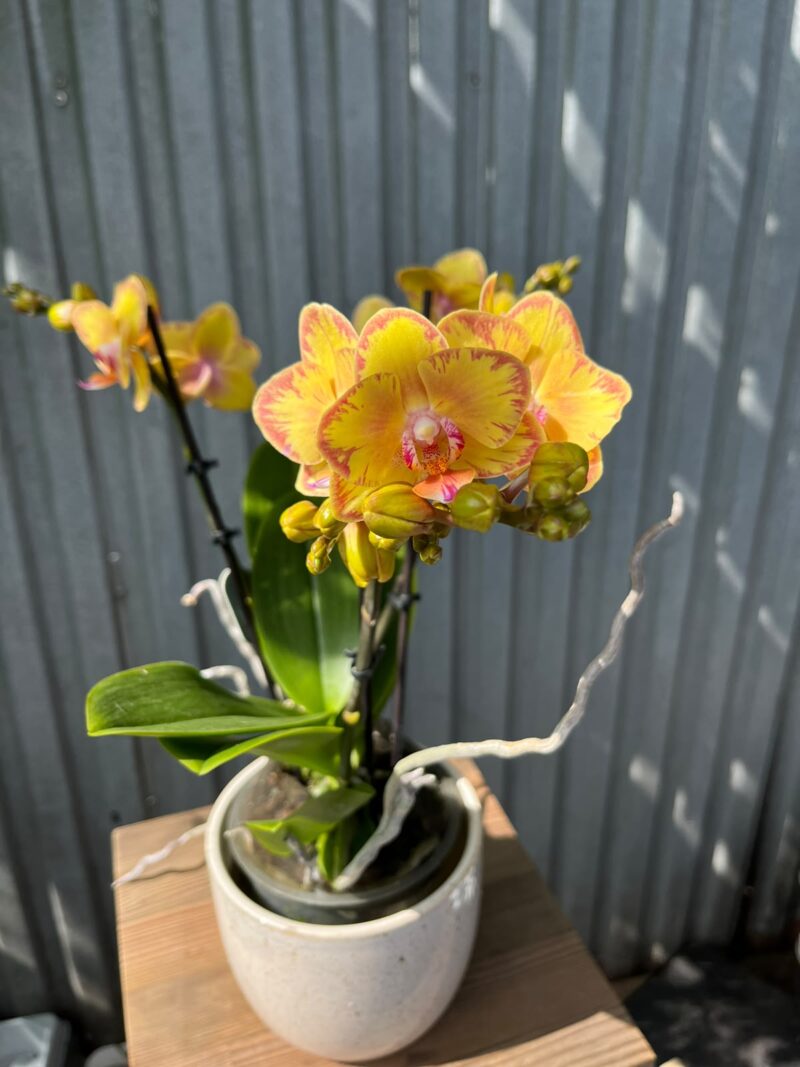 Phalaenopsis Limpopo | Storczyk Phalaenopsis Limpopo | Storczyk