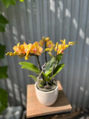 Phalaenopsis Limpopo | Storczyk