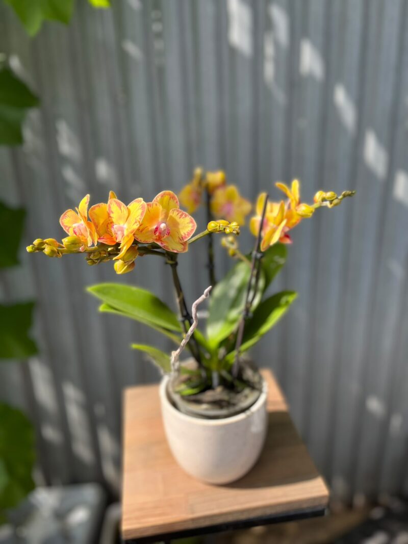 Phalaenopsis Limpopo | Storczyk