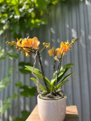 Phalaenopsis Limpopo | Storczyk