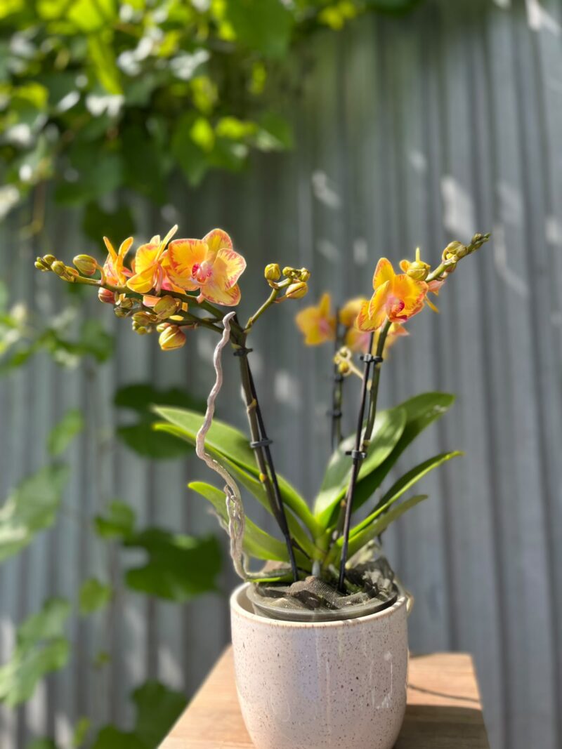 Phalaenopsis Limpopo | Storczyk
