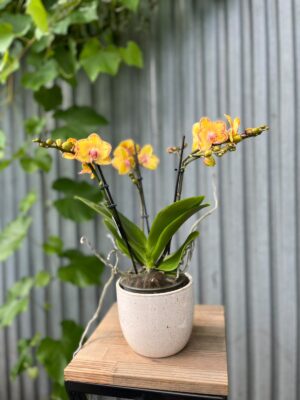 Phalaenopsis Limpopo | Storczyk