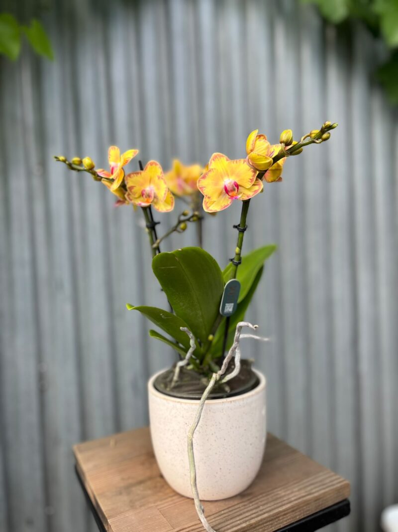 Phalaenopsis Limpopo | Storczyk
