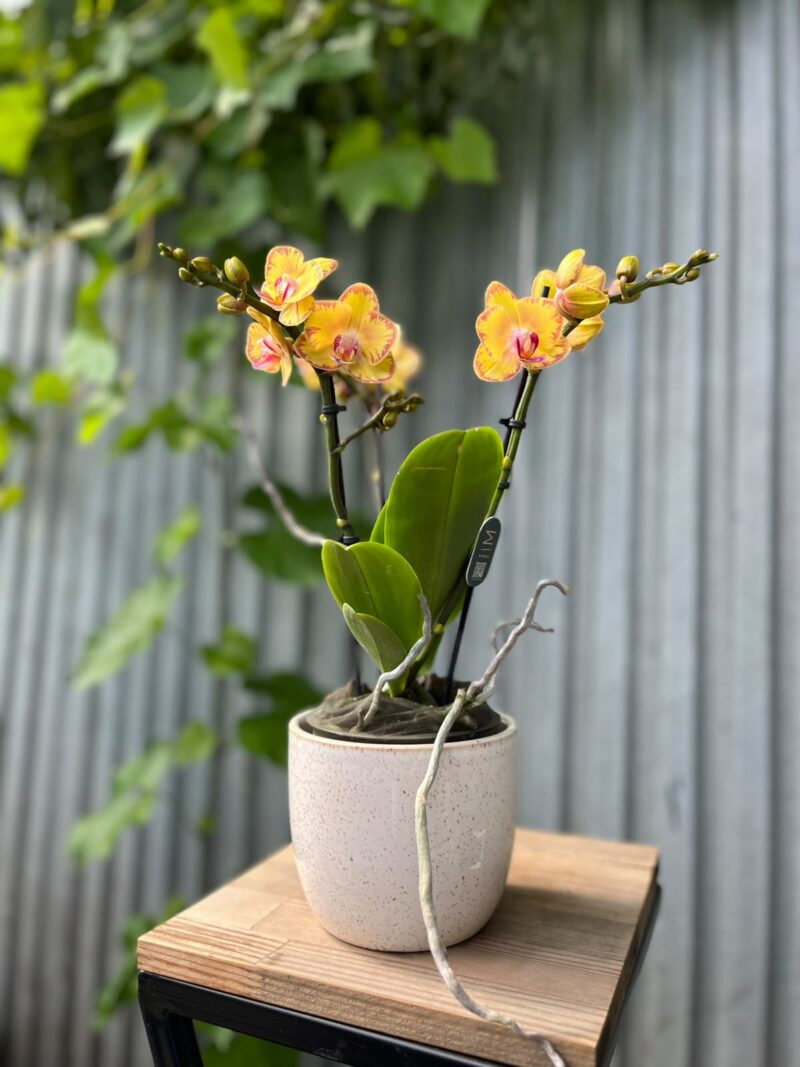 Phalaenopsis Limpopo | Storczyk