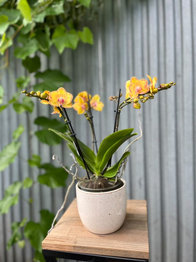 Phalaenopsis Limpopo | Storczyk